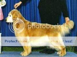 Glenlaurel's Chase Murphy's Law