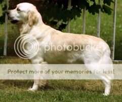 Stonemead Stella Stonemead Stella