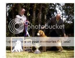 MBIS BOSS BVSS CH Arandee's Gold Dust