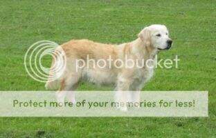 Ivory Blaze Classic Clareen