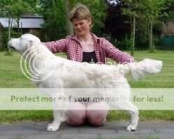 Dewmist Sky Walker Belgian top winning junior 2005