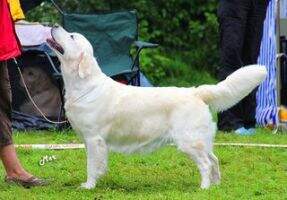 EST CH, EST & LV VET CH Fairytale's Arabella