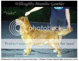 Willoughby Moonlite Gambler Willoughby Moonlite Gambler