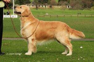 / IRISH CH Flyngalee Northern Lights JW ShCM. Top Dog & CC Winner 2009 2011 2012