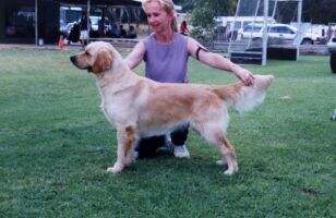 Aust Ch Beaucroft Dipped In Gold