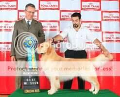 JrCH.Braz CH. BISS. TAILOR MADE GOLDFINGER JrCH.Braz CH. BISS. TAILOR MADE GOLDFINGER