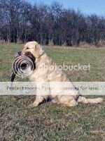 Dual CH CH CZ FTCh CZ Conny Hradu Veveri ''U'' Best Working Golden retriever 04 05
