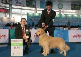 M (INT CN) Fourteen Karat of Hai Run Kennel M (INT CN) Fourteen Karat of Hai Run Kennel