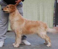 Cola of Hai Run Kennel