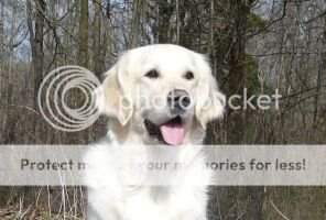 Ganwales Duchess Penelope of Sunmountain
