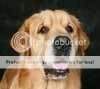 INA.CH.AUST.CH. Wintamist Maxamillion INA.CH.AUST.CH. Wintamist Maxamillion