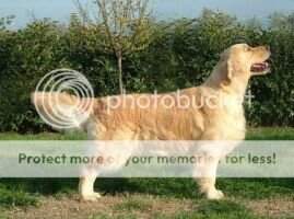 Stud dog CH Gamble in a Tris Junior Italian CH
