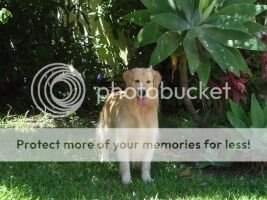 Golden Trip's Dressed To Success