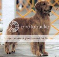 Goodtime's Chien Tres W-CHFD Goodtime's Chien Tres W-CHFD