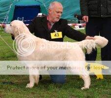 Sh. Ch. (C.I.E.) PL Ch. VDH (Dt) Ch. Dewmist Silk Symphony PL Junior Ch. Baltic Winner '05