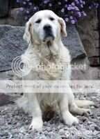Sophia Cave Canem