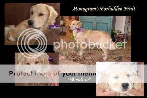 Monogram's Forbidden Fruit