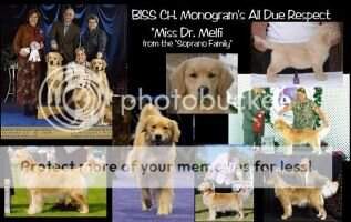 CH. Monogram's All Due Respect CH. Monogram's All Due Respect