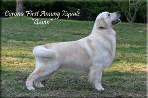Corona First Among Equals Corona First Among Equals