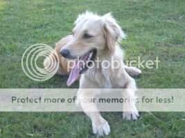Lymekiln Blond