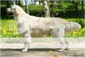 Meiepere Confidence (3*CC, resCACIB)