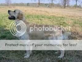 Est & Lv Vet Ch Meiepere Captain Jack (3*CAC)