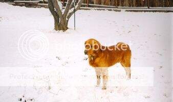 Stinemetze's Scooby Stinemetze's Scooby