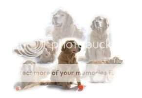 Arcane When Love Finds You