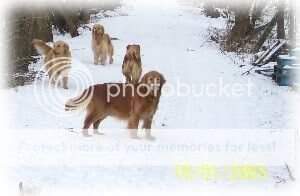 Ambers Meeka Ambers Meeka