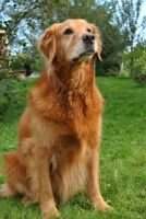 Penny Duchess of the Meadows THDX