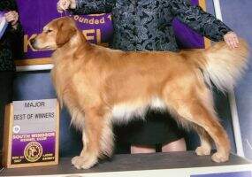 AKC UKC NAKC Int'l Ch. Foxrun's Classic Lotto RN CL1R CL1F