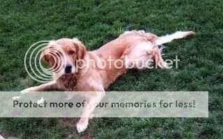 Maxie Boy II
