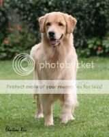 Sandy Cause for Applause of Golden Kima Sandy Cause for Applause of Golden Kima