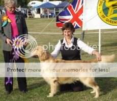 Aust Ch Goldfleece Knock On Wood (AI) Aust Ch Goldfleece Knock On Wood (AI)
