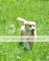 Veteran European Winner Italian / Slo / CH Taro (LOI 01/34855) Ch Rip Veteran European Winner Italian / Slo / CH Taro (LOI 01/34855) Ch Rip