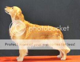 Portugal Champion Seven Golden of Franco?s Valley Portugal Champion Seven Golden of Franco?s Valley