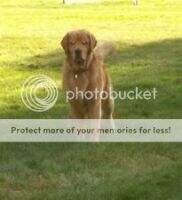 Brady Golden Bear TWN Ash
