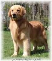 Goldenway's Slygo's Rio Grande CCA