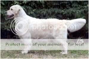 Ch.Rip. Royal Crest Gold-N Seven Hills Ch.Rip. Royal Crest Gold-N Seven Hills