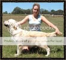 Aust Ch. Montego Absolute Bliss Aust Ch. Montego Absolute Bliss