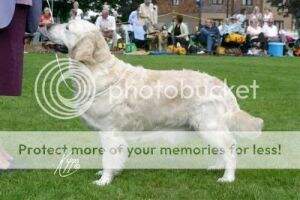 Ch Fromeside Brandy Cream With Canina