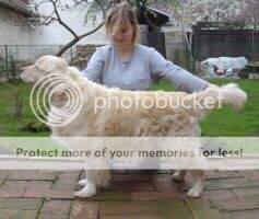 HCh. HjCh. Primrose D?j? Vu Working Trial Eurodog Show Exc.3 HCh. HjCh. Primrose D?j? Vu Working Trial Eurodog Show Exc.3