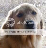 Crystal Falls Because I Said So