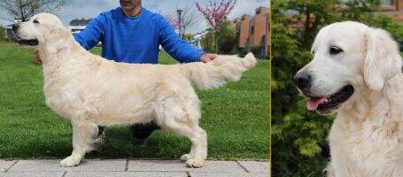 C.I.E , SPA/PT/GBZ CH Zampanzar Step By Step C.I.E , SPA/PT/GBZ CH Zampanzar Step By Step