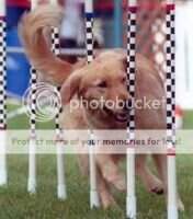 Dusty Snickerdoodle Madison AJP AAD EAC OGC OJC CL4-R