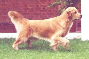Ch. Gua, Mex, Sal, Hon Mystar Angel For Landlord Ch. Gua, Mex, Sal, Hon Mystar Angel For Landlord