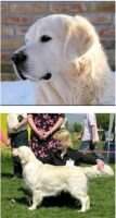 CroCH Jun.CH Club Winner '07 Nunsbrook Peregrine Falcon Qualified for Crufts for Life CroCH Jun.CH Club Winner '07 Nunsbrook Peregrine Falcon Qualified for Crufts for Life