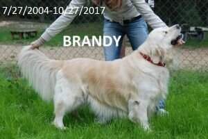 Brandy Loyal Gold