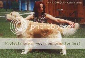 CHEQUER Golden Erinor