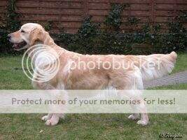 Sandicliffe Ruby Murray JW SGWC